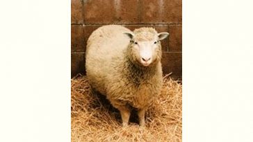 Dolly the Sheep Age and Birthday