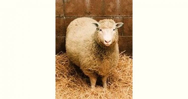Dolly the Sheep Age and Birthday